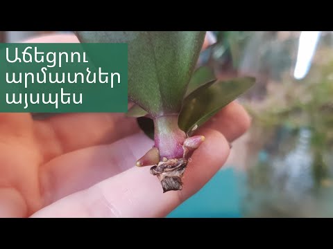 Video: Կոնտեյներով աճեցված դալիա բույսեր - Ուղեցույց բեռնարկղերում դալիա տնկելու համար