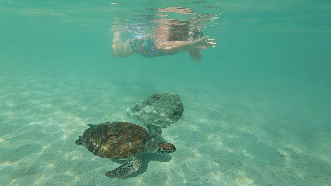 Curaçao Swimming With Sea Turtles Youtube