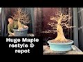 Huge trident maple repot and restyle  from nursery pot to first bonsai pot