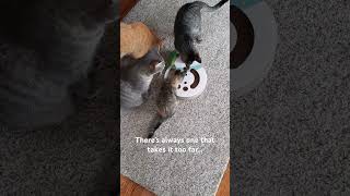 Did you see her little flip ❤️ #catrescue #catshorts #kitten #rescuecat #fostercats