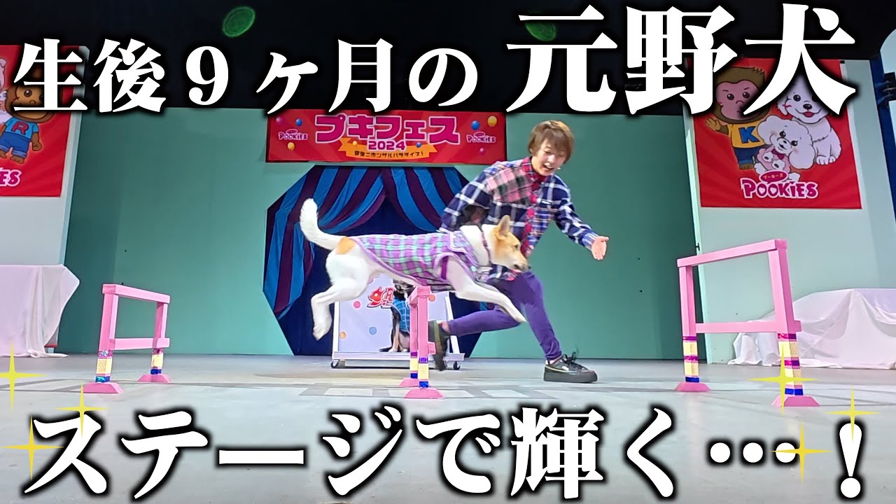 保健所に持ち込まれた保護犬が、満員のお客さんの前で堂々と演技してくれました
