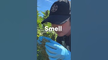 Croptober 1: How to tell if your plant is ready to harvest