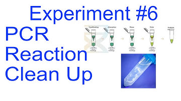 PCR Reaction Clean Up for Sequence Analysis