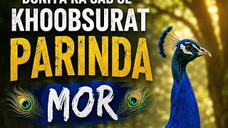 Inside the Amazing Life of the Peacock | Wildlife Documentary