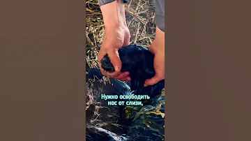 Спасаем ягненка - тяжелые роды у овцы #ферма #роды #sheep #овцеводство #лайфхаки