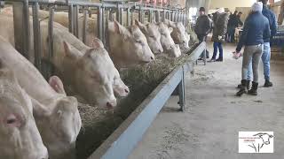 Taureaux charolais : La vente aux enchères de Sommepy-Tahure 2023