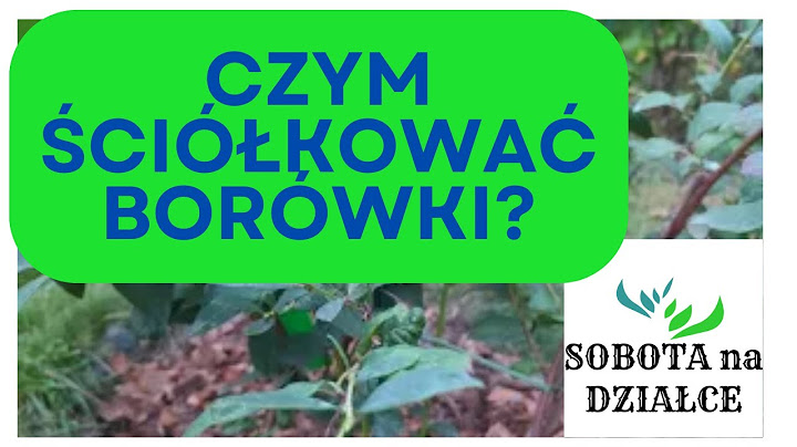 Czym ściółkować borówki amerykańskie aby miały dobre przyrosty?🫐