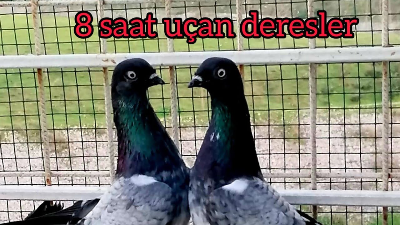 Bursada Muhammet abimizi ziyaret ettik çok güzel deres yüksek ucucularını izledik.#deres