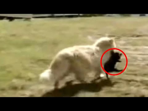 Video: Hvorfor ser det ud, hvad katten slæbte ind?