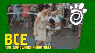 Все О Домашних Животных. Выставка Собак Международного Класса. Все О Домашних Животных. Выставка Собак Международного Класса.