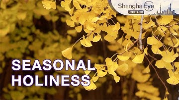 Ginkgo trees turn yellow, bringing a sacred flavor to a historic Shanghai temple