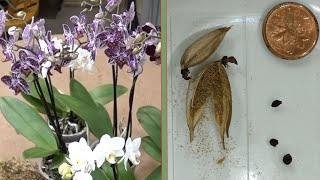 Выращивание орхидей из семян. C результатом!