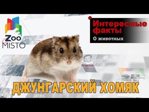 Джунгарский хомяк - Интересные факты о виде | Вид джунгарский хомяк