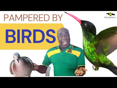 Pampered by BIRDS 🦜, yes BIRDS!  😊 | #FeedingBirds #BirdSanctuary