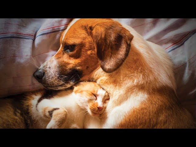 Cute Animals  Funniest Cats And Dogs Moments (Full) [Funny Pets]
