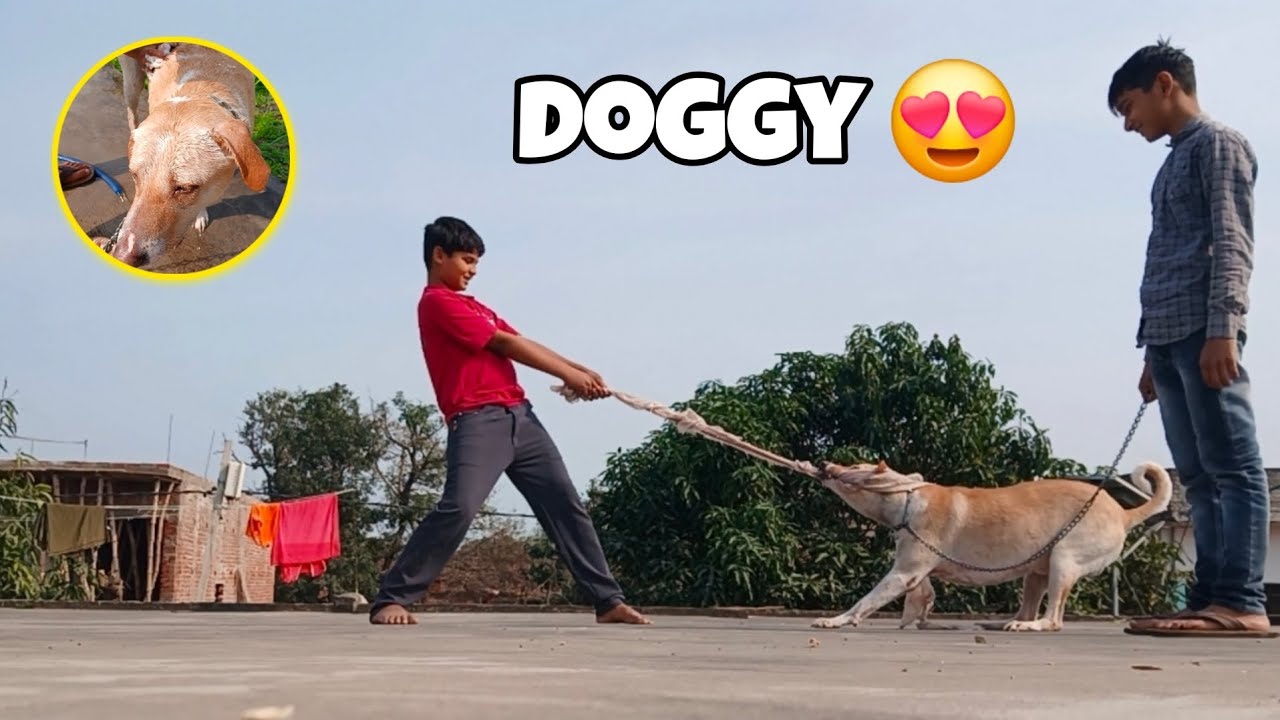 Doggy yah kya kar raha hai😍 || यह क्या हुआ😱|| 