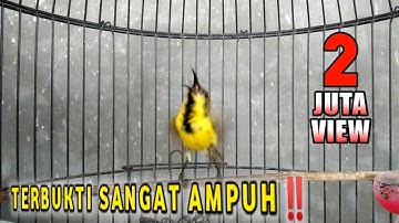 CUKUP 1 MENIT!! SOGON MANAPUN BAKALAN NYAUT DAN IKUT GACOR