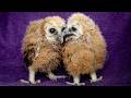 Baby owls hatch for first time at wildlife centre | SWNS