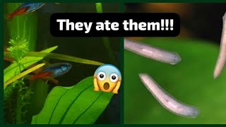 Will my fish eat the planaria worm