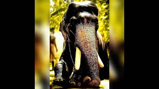 Download Lagu mangalam kunnu karnan whatsapp status.. MP3