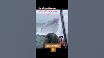 inilah sosok ikan nun yang menelan nabi yunus as
