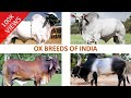 Ox Breeds of India 🐂 🇮🇳