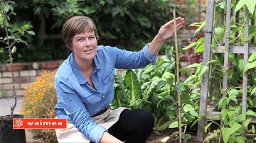 How to prune a modified central leader fruit tree