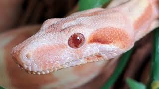 Boa Constrictor Collection 2022 Part 1