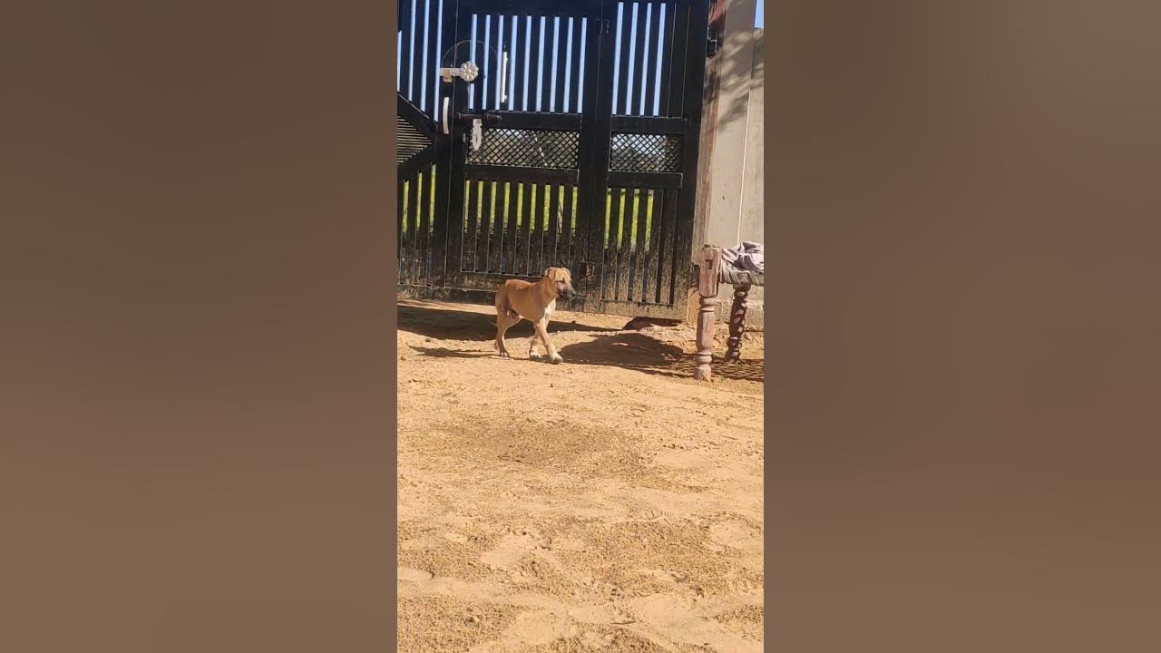 Ghar mein kutta ( dog ) ke entry 😂🐕‍🦺 YouTube