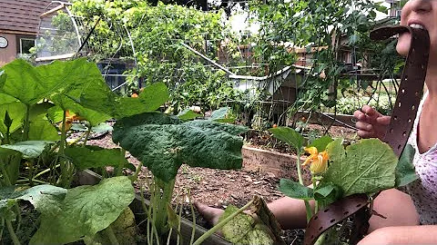 TOP 5 GARDEN PESTS and how to get rid of them! what's eating my plants?