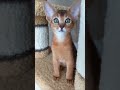 Abyssinian kitten