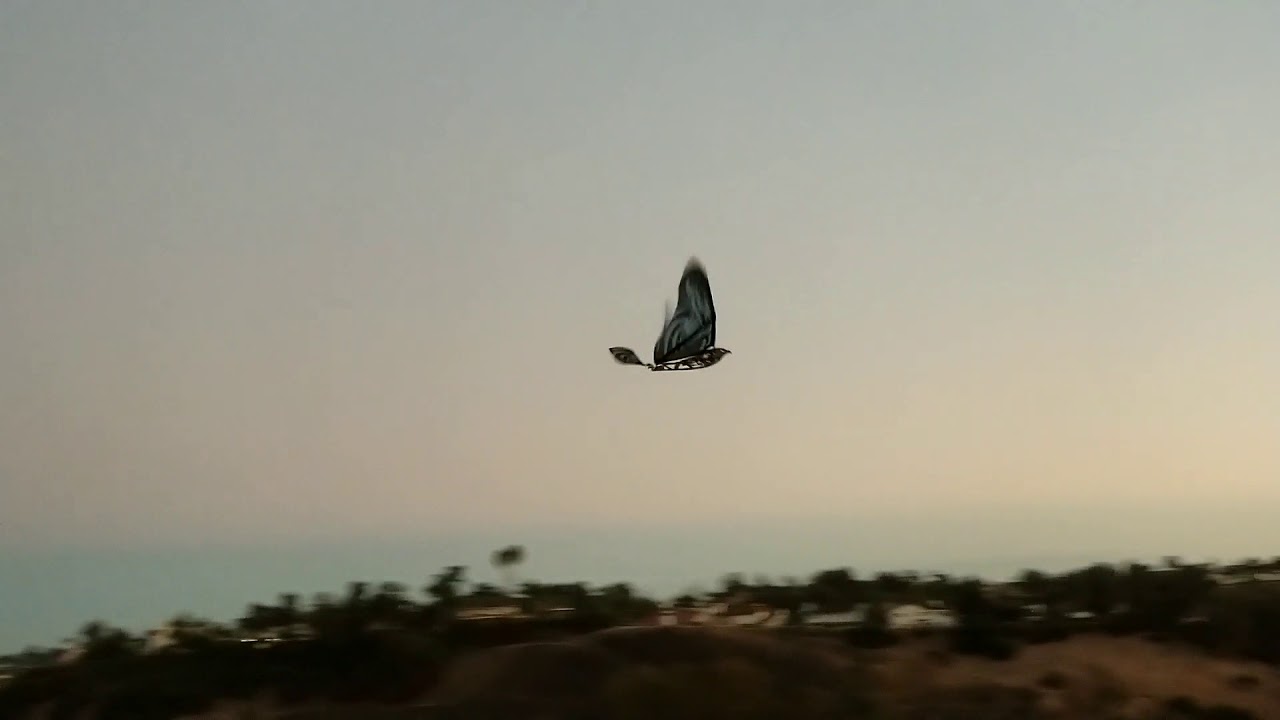 ornithopter live chat purchase