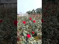 ফুলের রাজধানী যশোরের ঝিকরগাছা। ফুলের স্বর্গরাজ্য। #shorts #flower