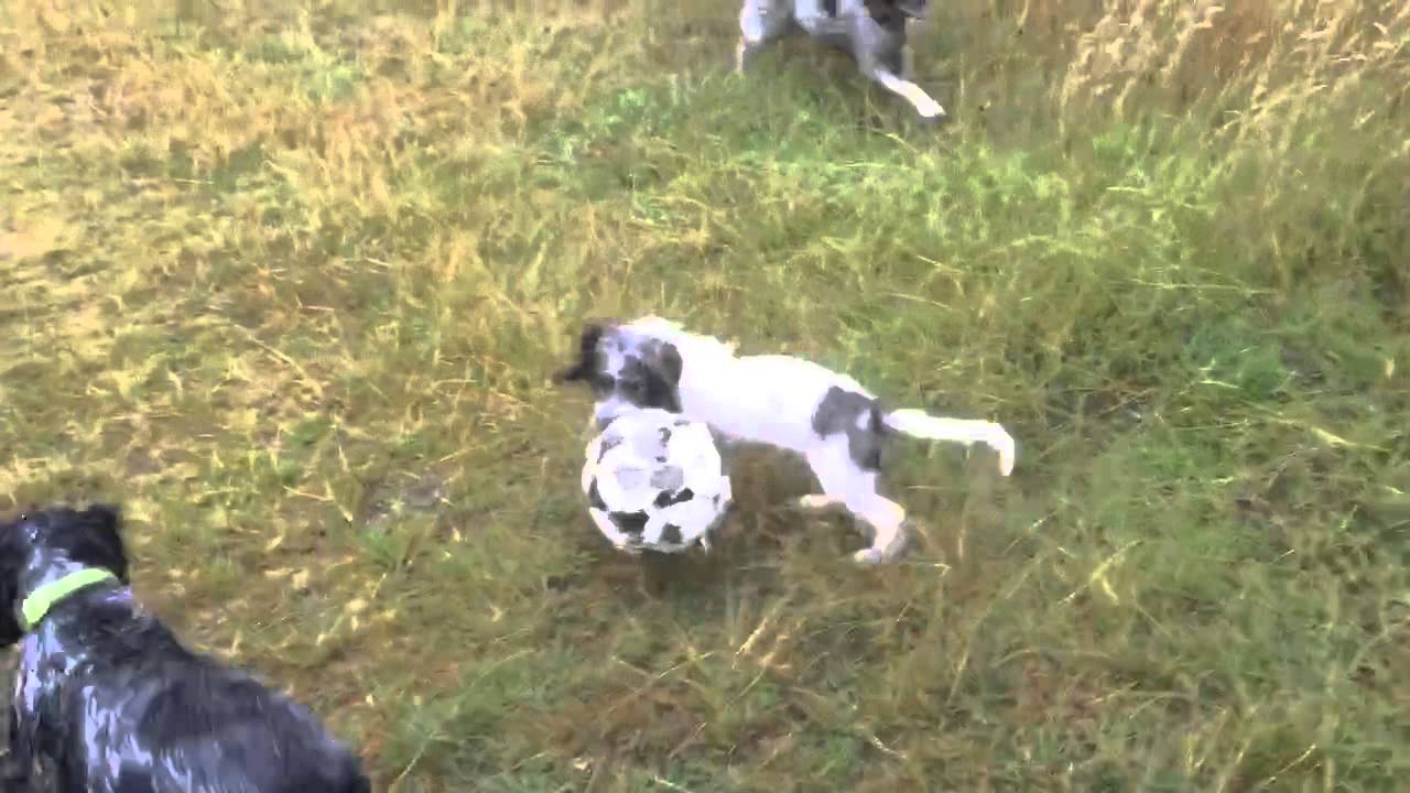 Chewy dragging ball YouTube