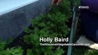 Growing Cilantro - Quick Tip Summer Flashback