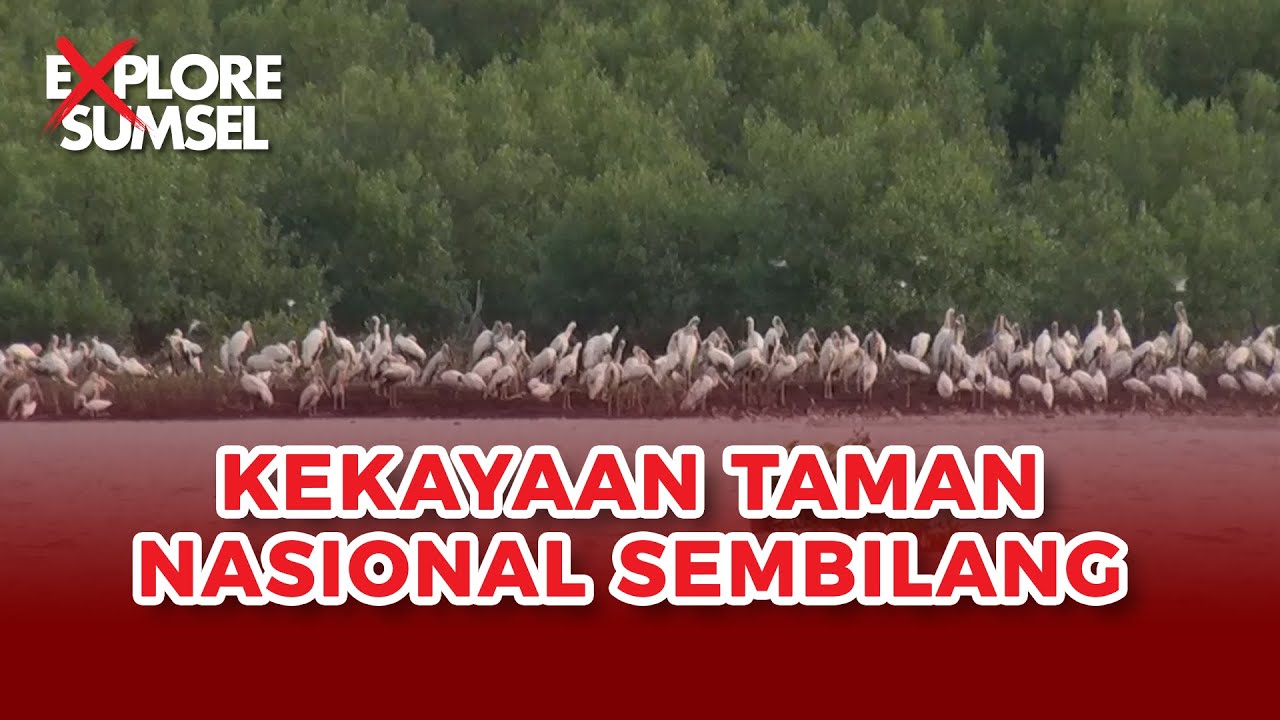 Pengembangan Taman Nasional Sembilang | EXPLORE SUMSEL