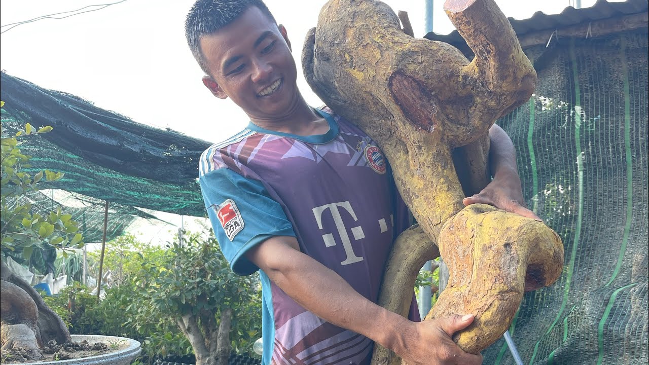 Cách ủ phôi mai rừng không bầu mời anh em xem tham khảo nha.