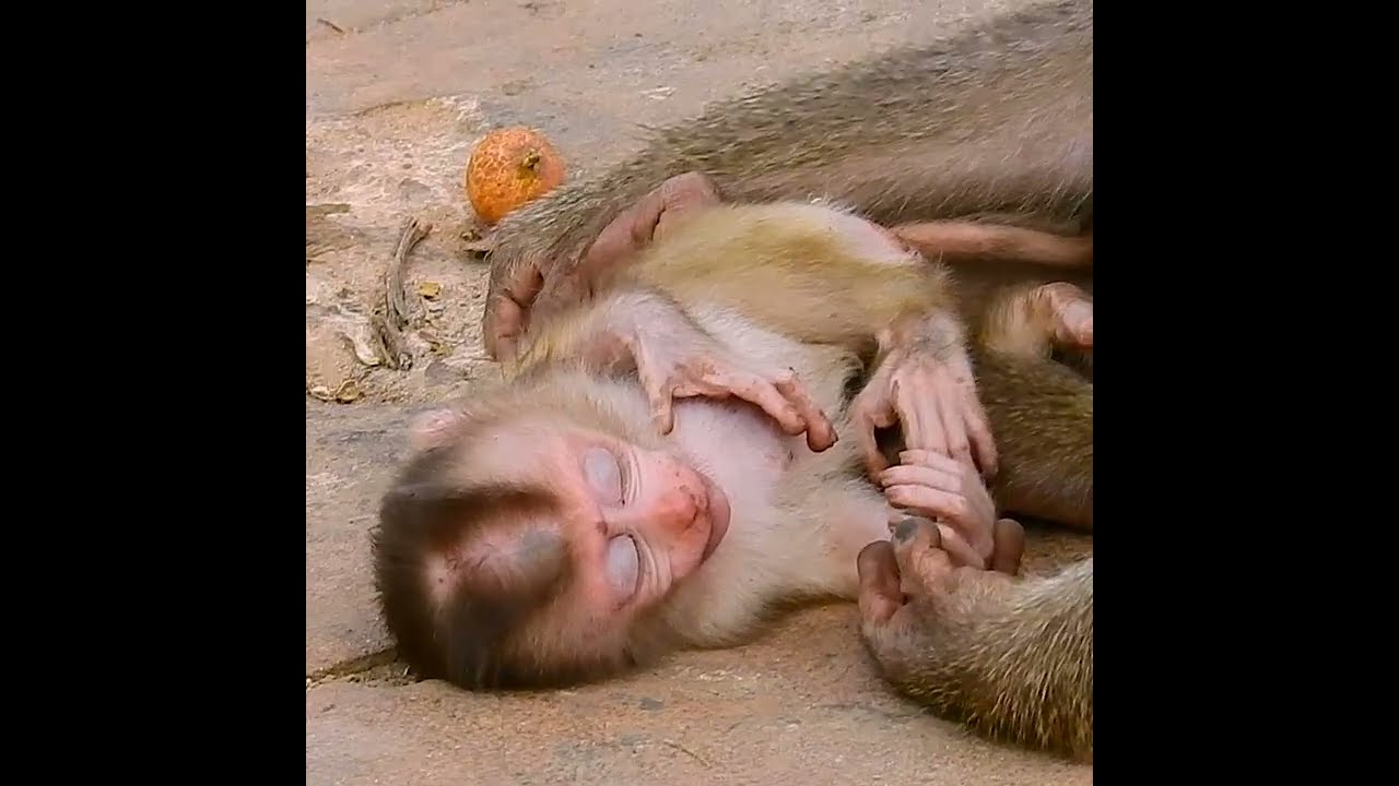Poor life of baby monkey living e=with nasty mother!