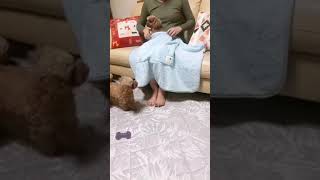 【グッズ】ワンちゃんと温まる毛布紹介