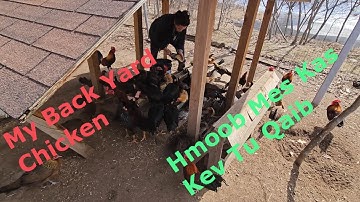 Mus Pub Qaib Thiab kov Qaib Ua Si/My Chicken Farm