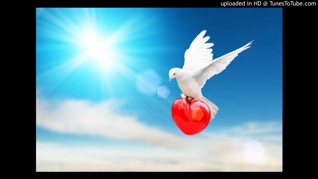 Твое сердце птица. Дыхание любви. Изображение сердце нежная. Белый голубь с флагом России. White dove and Heart.