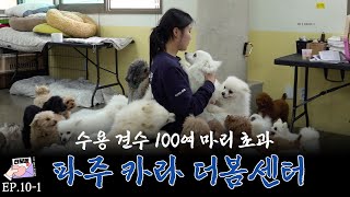 Exploring luxurious shelter of dogs, by dogs, for dogs with dog strollers [Jeonbodong Ep.101 KARA]