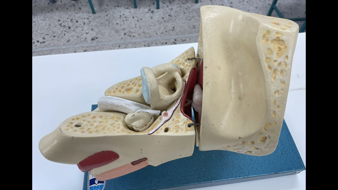 Ανατομία αυτιού - ΕΚΦΕ Κιλκίς