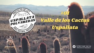 Uspallata - Polvaredas - Cap01. Valle de los cactus.  #DemnozaRodocantha #uspallata