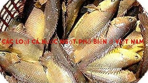 Các loại cá nước ngọt phổ biến ở Việt Nam
