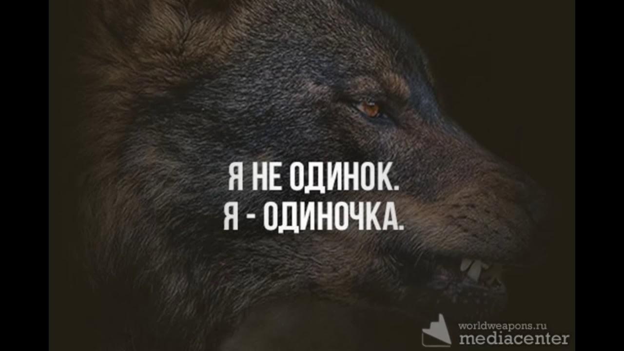 Волк одиночка фото прикол