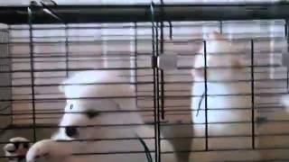 Samoyed Call of the Wild (5 weeks old)