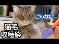 猫の毛をブラッシングして、本人に見せたらこうなりました...笑