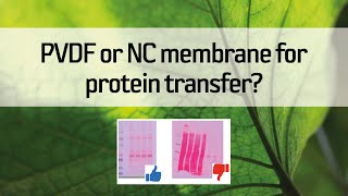 PVDF or NC membrane for protein transfer