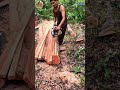 pembuatan bahan usuk kayu mahoni🪵⚒️ #woodwork #wood #chainsawman #professional